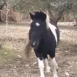 Liliana *